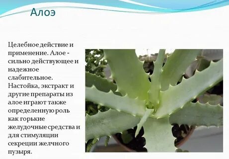 Алоэ применение