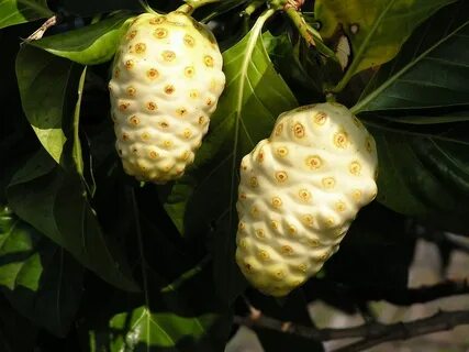 Its fruit