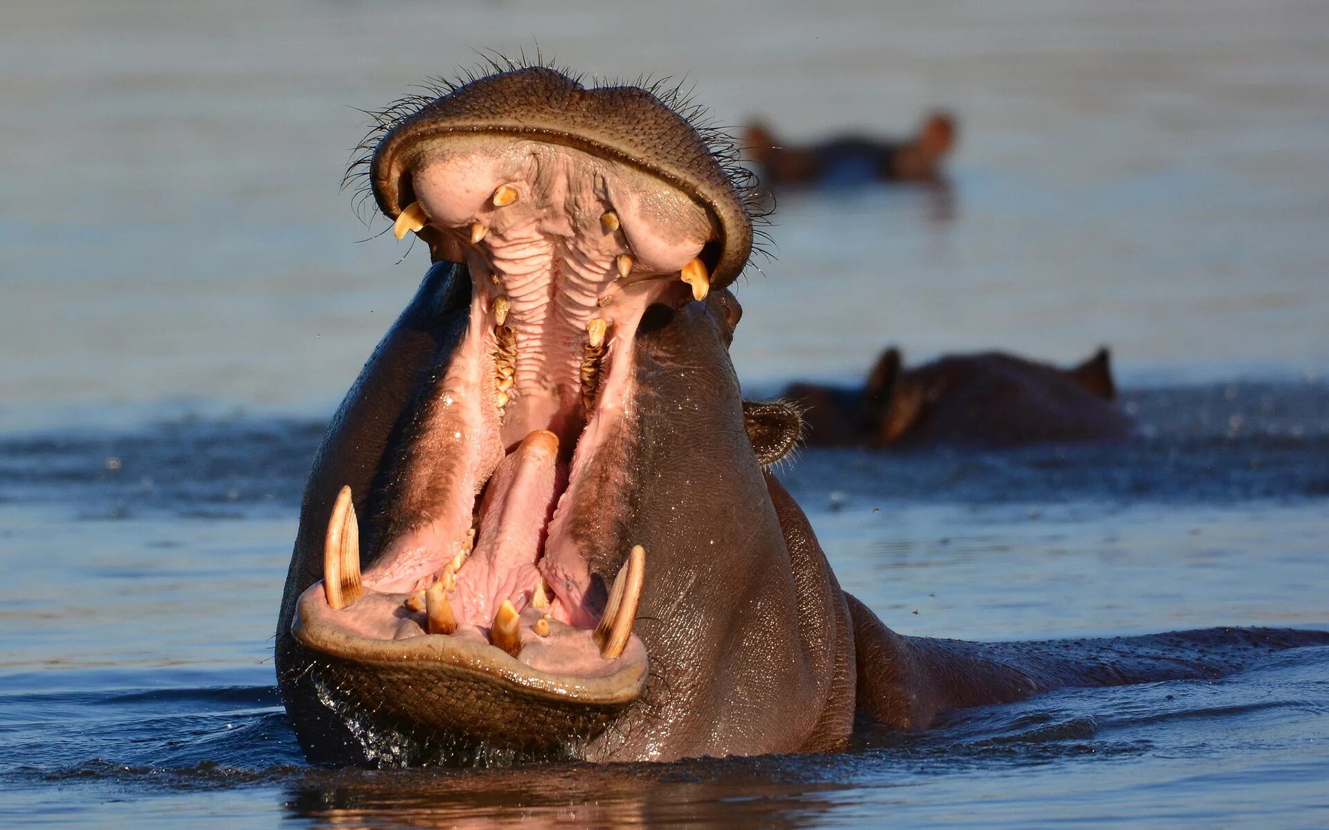 Бегемот открыл рот. Обыкновенный Бегемот. Hippopotamus amphibius. Бегемот в саванне. Бегемот amphibius.