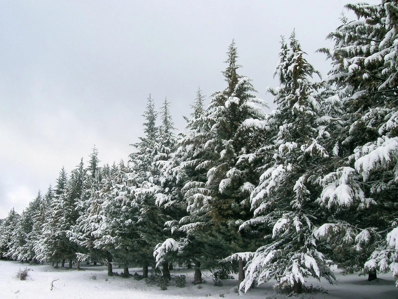 Где морозы и ели. Зимний еловый лес. Хвойные деревья зимой. Хвойные деревья в снегу. Хвойный лес зимой.