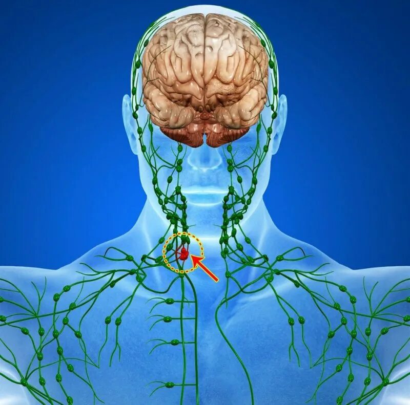 Матрица гаряева сосуды головы. Лимфатическая система организма. Лимфатическая система человека 3 д. Глимфатическая система. Лимфатическая система лимфоузлы.