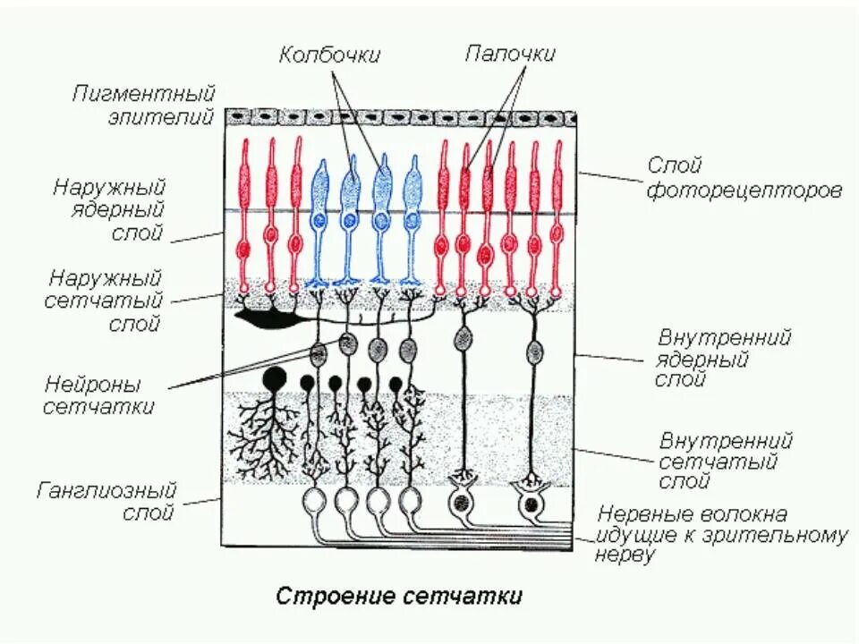 Палочки и колбочки сетчатки глаза строение. Строение палочки сетчатки. Строение глаза колбочки и палочки. Структура палочек и колбочек сетчатки.