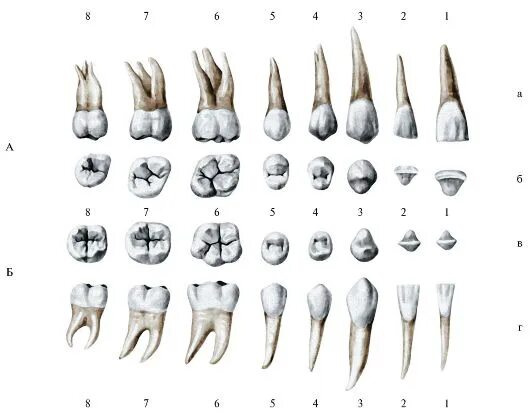 6 зуб снизу. Анатомия 5 зуба нижней челюсти.