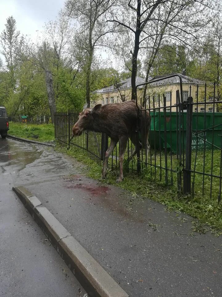 Лось в Ярославле Брагино. Ограждения от лосей. Лось на Ярославском шоссе.