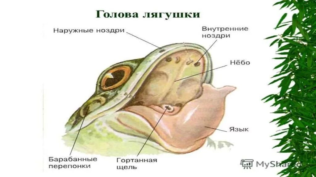 Функции барабанной перепонки у лягушек. Строение барабанной перепонки у лягушек. Голова лягушки. Мозг лягушки. Барабанная перепонка у лягушки