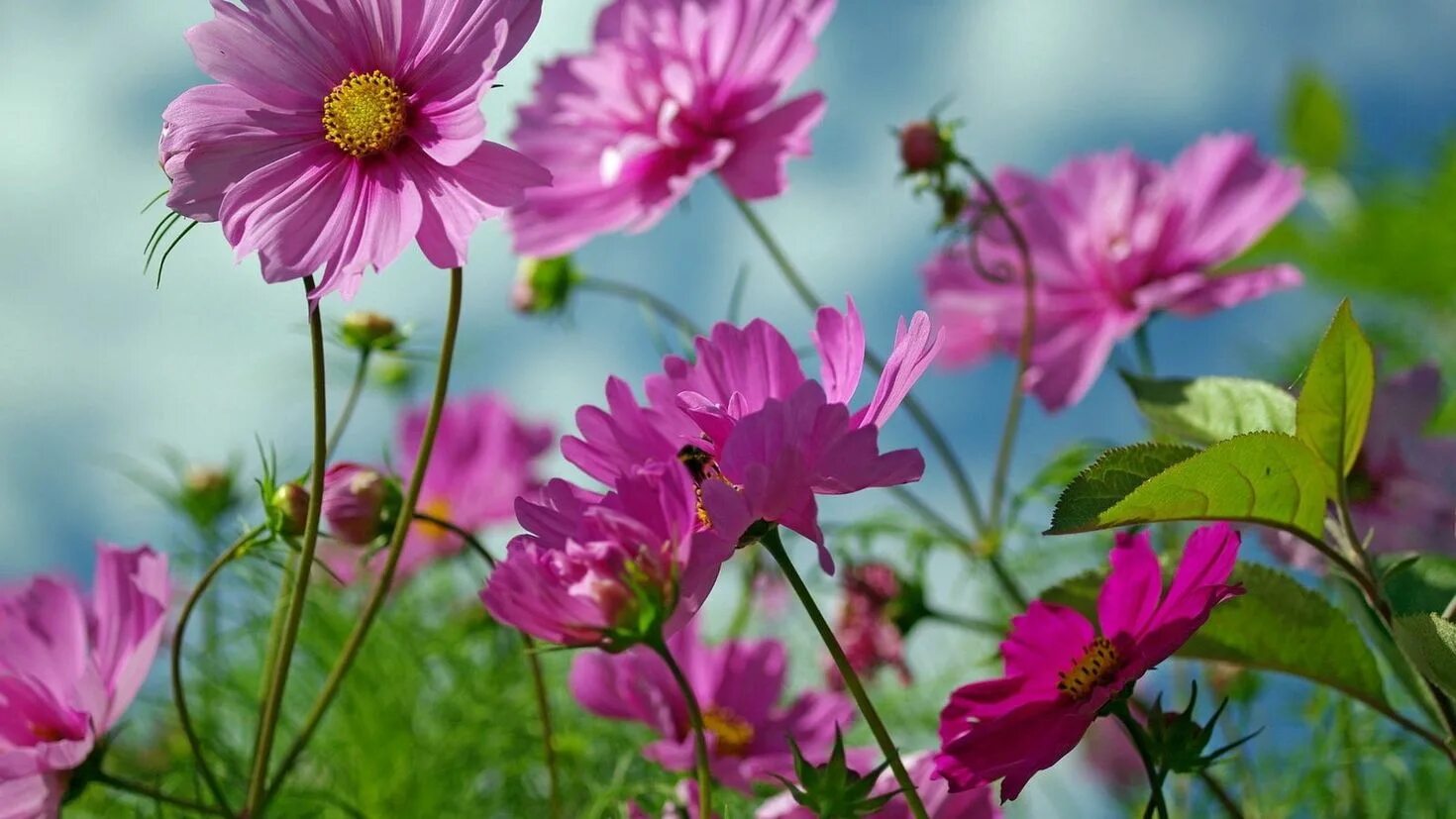 Flower nature. Космея Царевна. Космея Луговая. Космея маркиза.