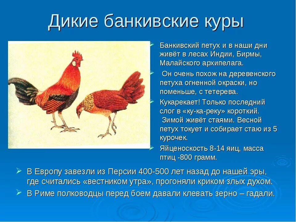 Как называют петухов клички. Дикие банкивские куры дикий предок. Банкивская курица и петух. Предки домашних кур. Петухи виды.