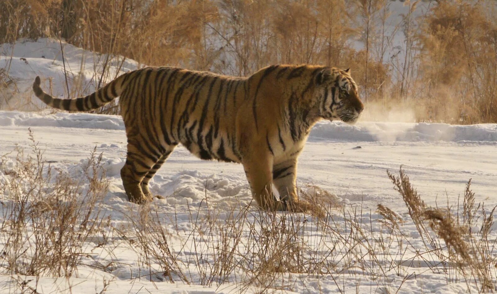Амурский тигр против. Тигр Panthera Tigris. Тигр Ngandong Tiger. Panthera Tigris acutidens. Tigris soloensis.