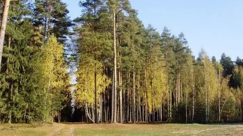 Леса рб