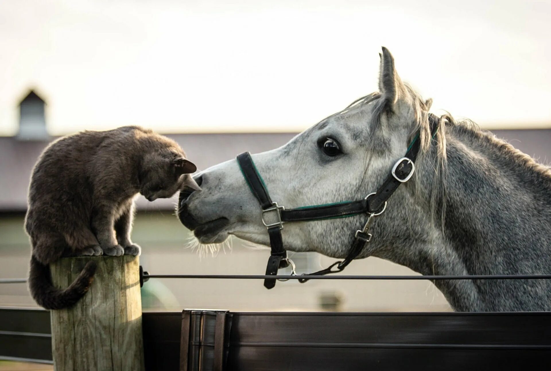 Кот на лошади. Лошадь и собака. Смешная лошадь. Дружба кошки и лошади.
