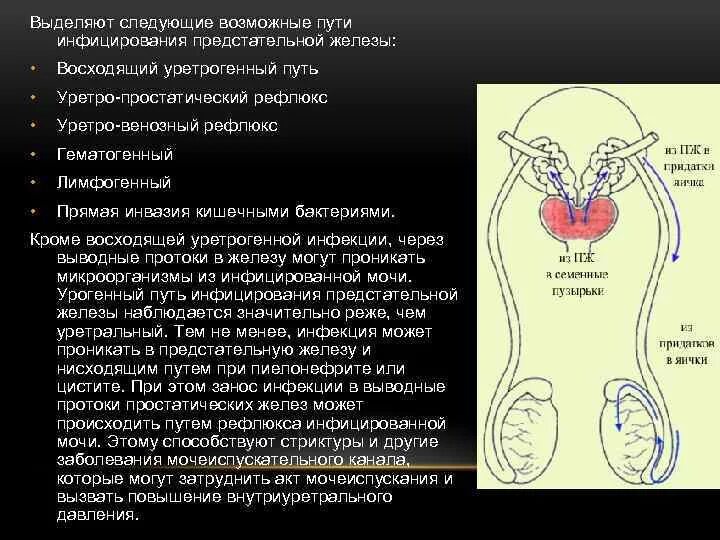 Восходящий путь инфицирования. Инфицирование предстательной железы возникает. Лимфогенный путь инфицирования. Пути инфицирования простаты. Давление простата