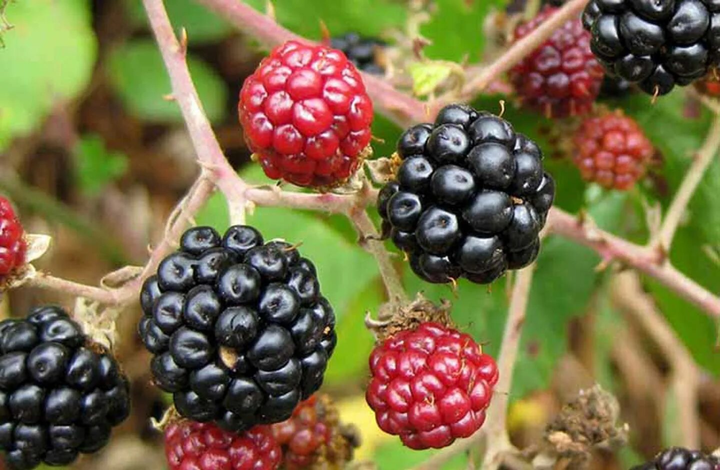 Мора растение. Ежевика бесшипная блэк сатин. Мора растение красиво. Малина rubus spectabilis. Мора ягода кустарник.