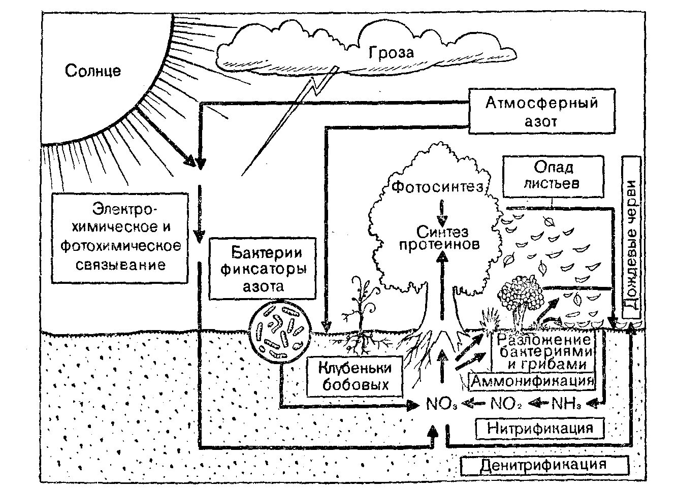 Установите последовательность круговорота азота в атмосфере. Круговорот азота в биосфере схема. Круговорот азота (по ф.Рамаду, 1981). Круговорот азота в биосфере. Круговорот атмосферного азота.
