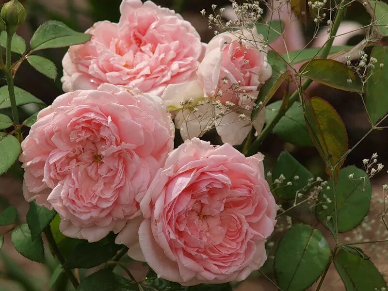 Саженцы английских роз. Парковые розы Дэвида Остина.