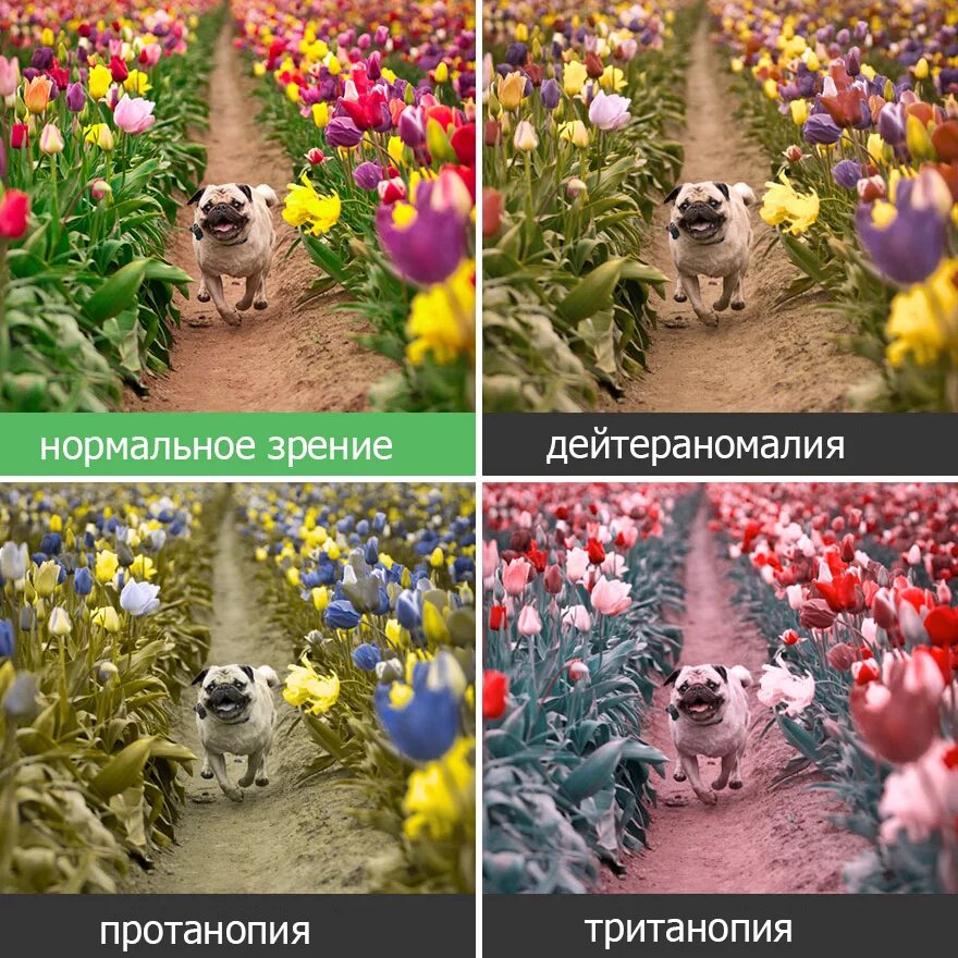 Как видит дальтоник и обычный. Дир глазами дальтоника. как видят дальтоники. мирглпзами дальтоника. как силят мир дальтоники.