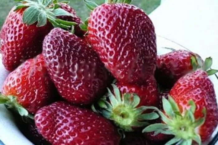Сорт клубники бордового цвета. Сорт клубники блэк-свон. бордовая клубника.
