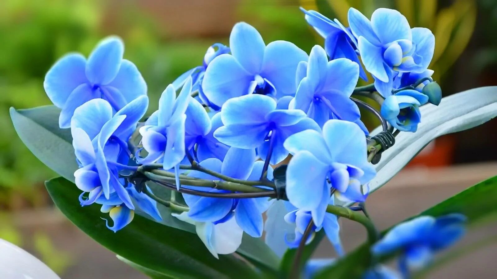 Орхидея фаленопсис голубая. Орхидея фаленопсис синяя. Фаленопсис Роял Блю. Орхидея Королевский голубой фаленопсис. Как ухаживать за голубой