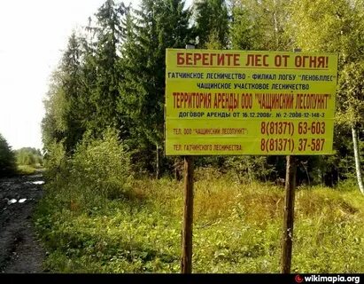 Ленинградская область участковое лесничество