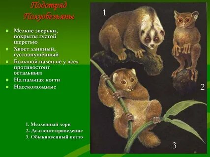 Низшие обезьяны