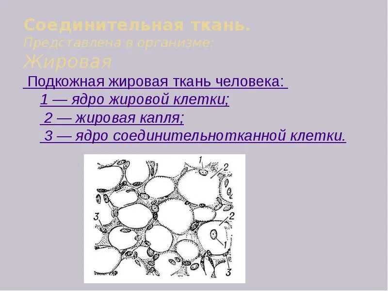 Соединительная жировая ткань строение и функции. Жировая соединительная ткань строение. жировая ткань строение. жировая ткань это соединительная ткань. жироааясоединительная ткань.