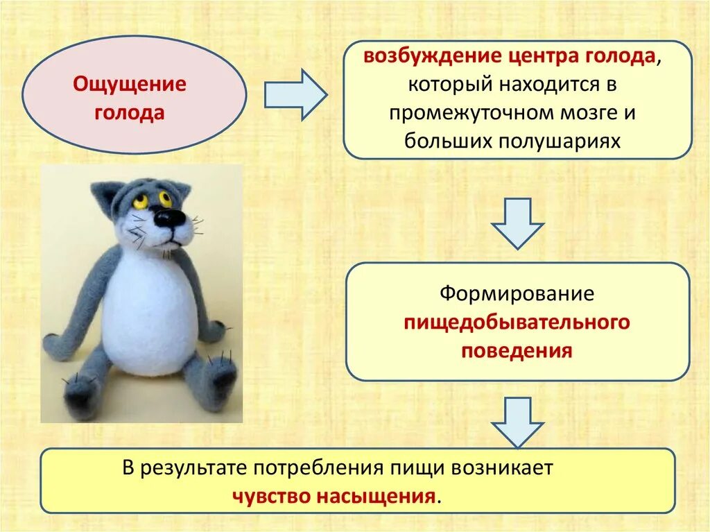 Центр голода располагается. Чувство насыщения. Чувство насыщения возникает. Динамику этапов формирования пищедобывательного поведения. Формирования пищедобывательного поведения человека.