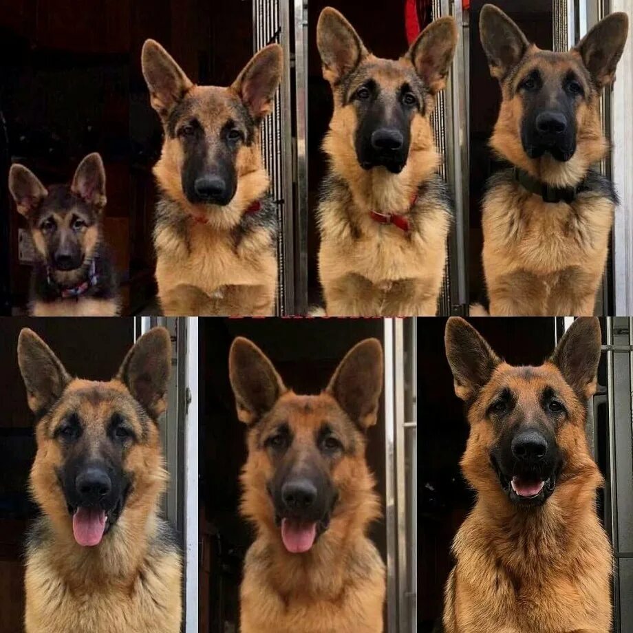 Овчарка взросление. Периоды взросления собаки. Взросление немецкой овчарки. Собаки до и после взросления. Щенки которые вырастают крупными.