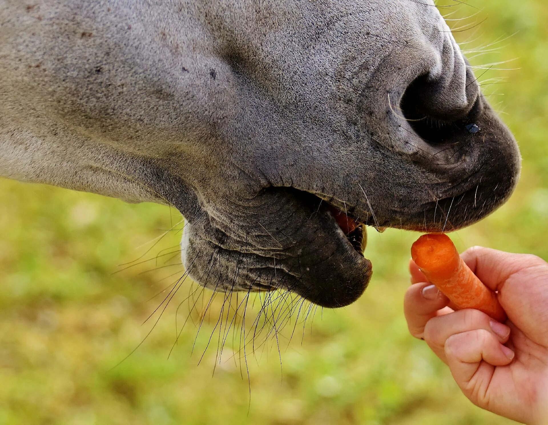 Cock feeding