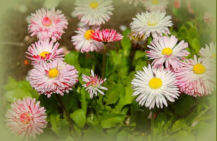 как сделать чистую маргаритку. маргаритки белые. маргаритки цветы. маргаритка многолетняя помпонная. маргаритка помпонная ред.