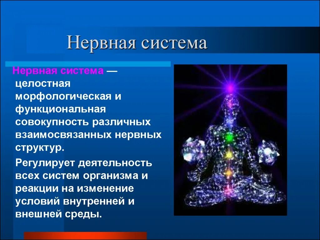 Дайте определение нервной системе. Нервная система. Строение нервной системы. Строение и значение нервной системы. Нервная система презентация.