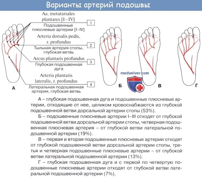 Линии подошвы. Артерии тыльной и подошвенной поверхностей стопы. Проекционная линия глубокой артериальной дуги стопы. Глубокая подошвенная дуга схема. Проекционная линия артерии подошвы.