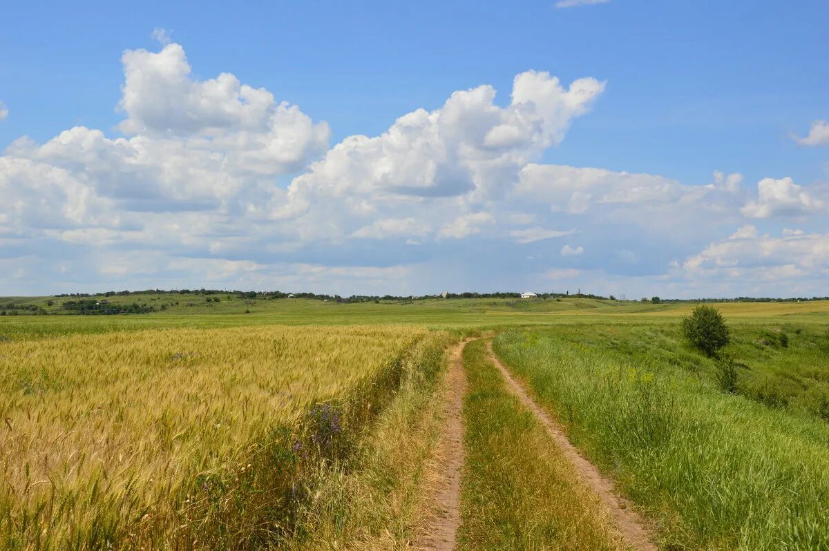 Ни степи ни леса. Щербаков «разнотравье донское». Дорога в поле. Агинские степи забайкальский край. Калач на дону пейзажи степи.