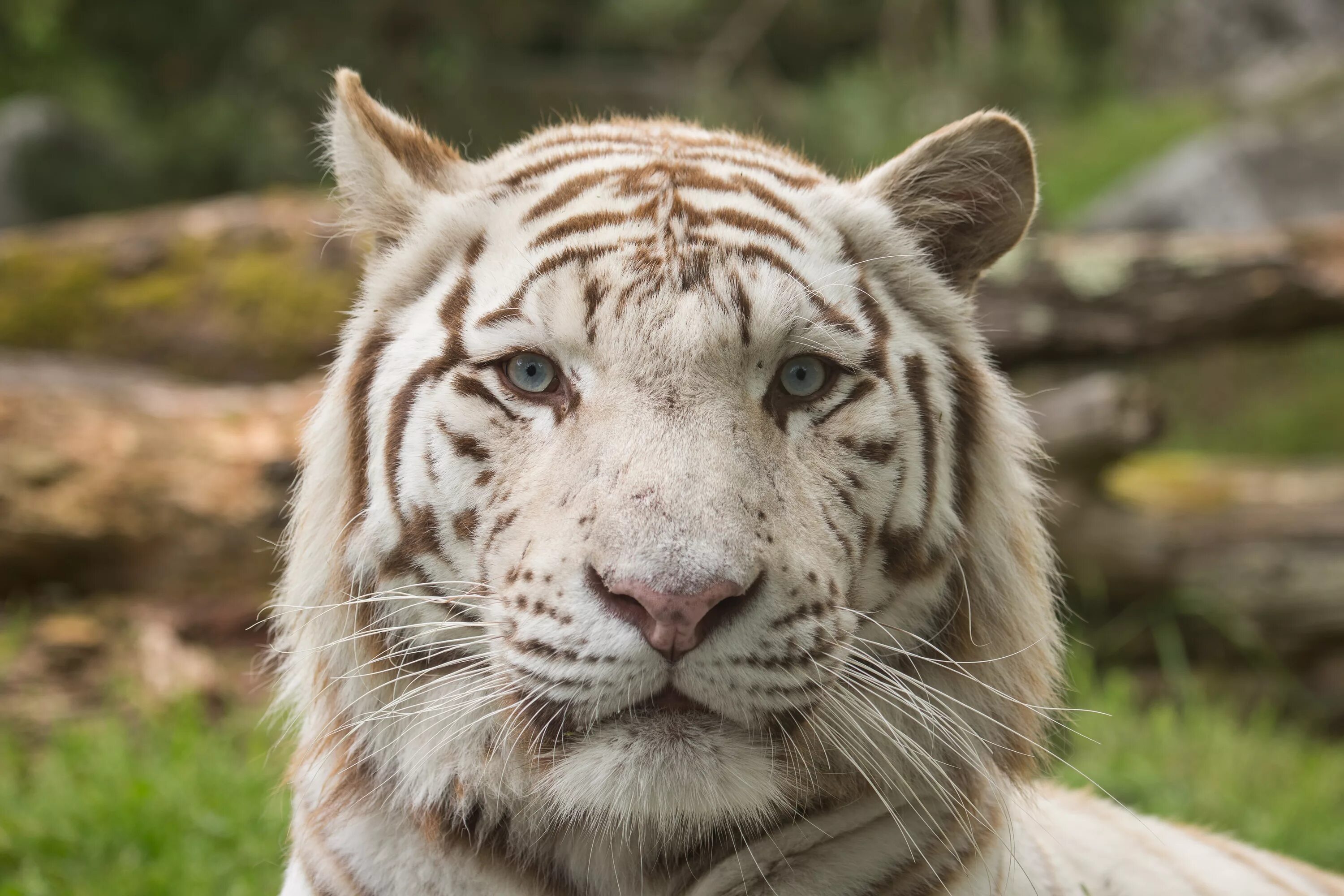 красивый тигр. амурский тигр и бенгальский тигр. просто тигров. грустный тигр. просто тигров.