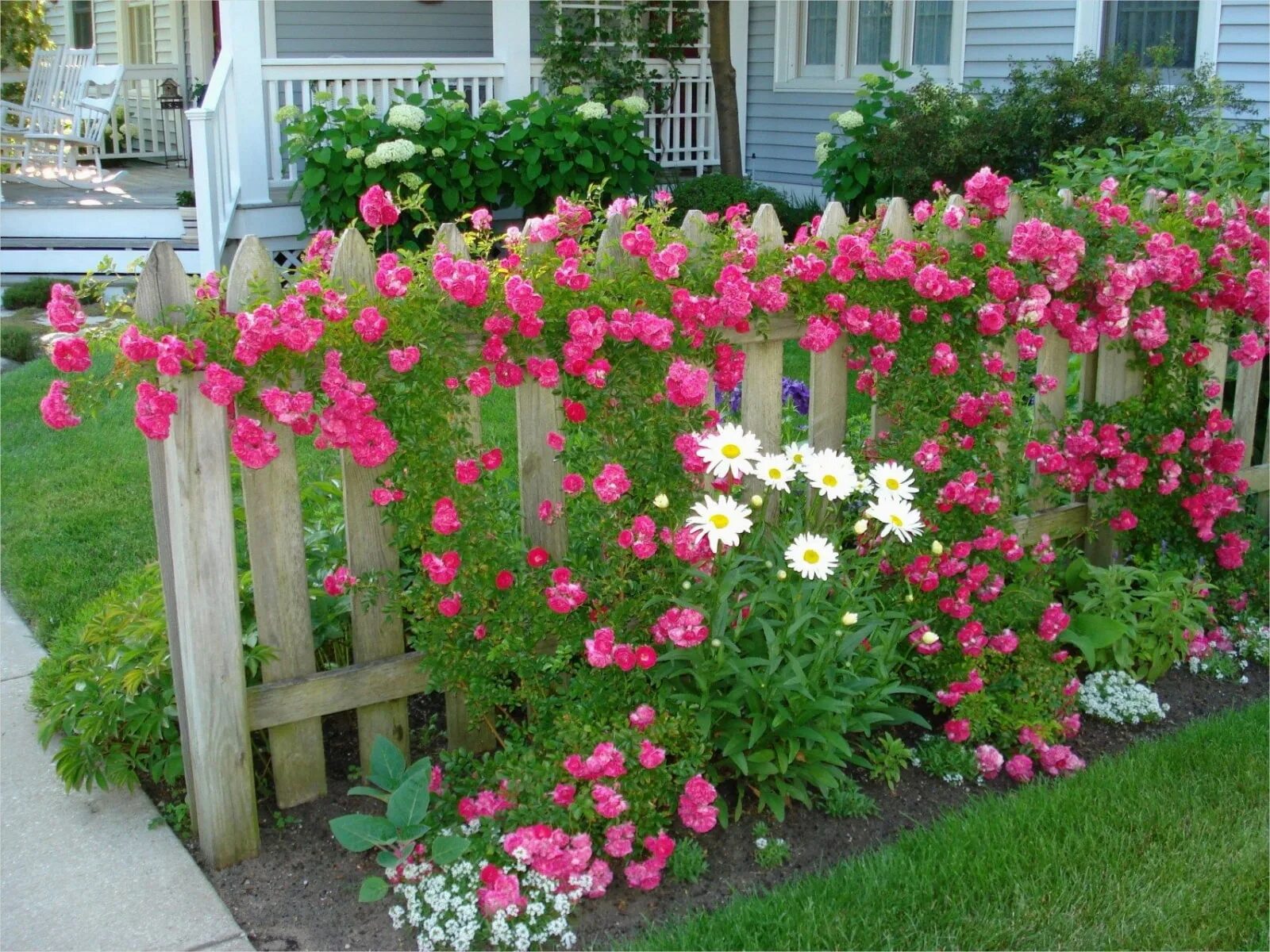 Какие цветы рядом с розами. Палисадник Энфилд. Космея Бабушкин палисадник.