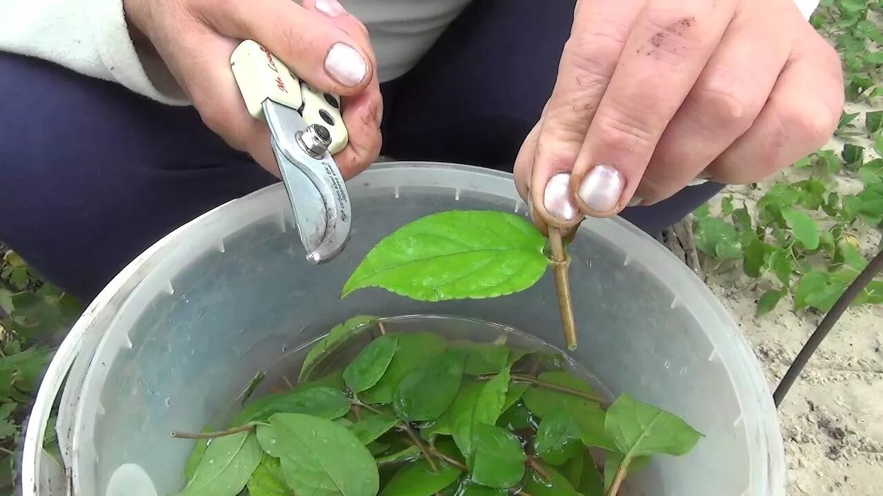 Черенкование клематиса весной. Клематис чебуки. Черенковать клематис. Клематис отводками. Клематис отросток.