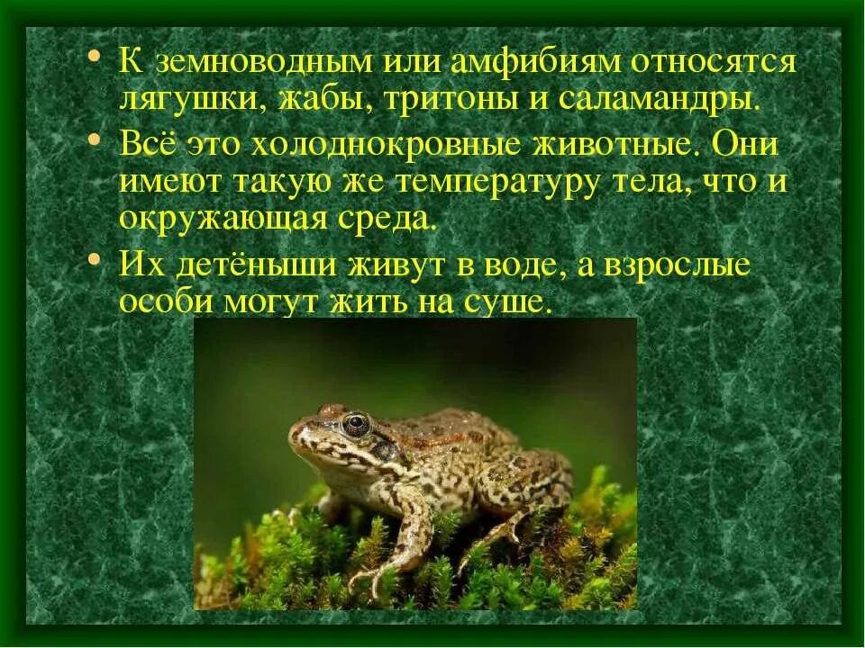 Определение жабы. Земноводные лягушки жабы тритоны. к земноводные относятся. земноводные к ним относятся. земноводные кто относится.
