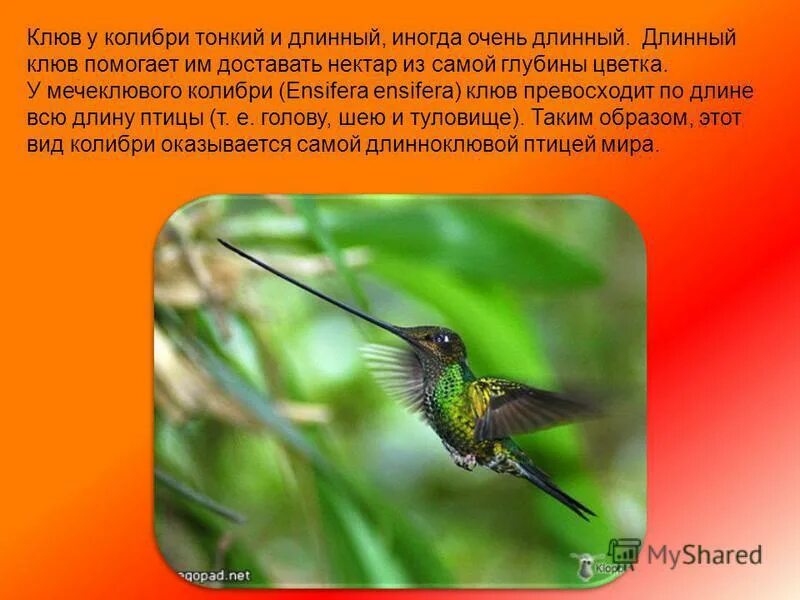 Исправьте ошибку пугливый колибри. Колибри описание. колибри презентация. интересные факты о колибри. колибри птица интересные факты.