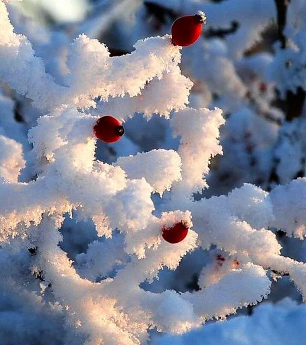 Добрый снежок. Зимнее чудо. Зима снег. Снежное утро. Красота зимы.