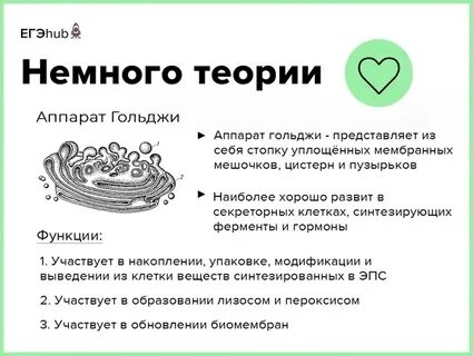 Строение и функции аппарата гольджи и лизосом