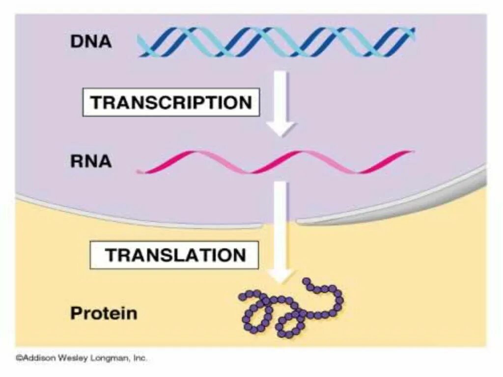 Translation biology. Biology перевод. Biology перевод. Biology перевод. Study biology.