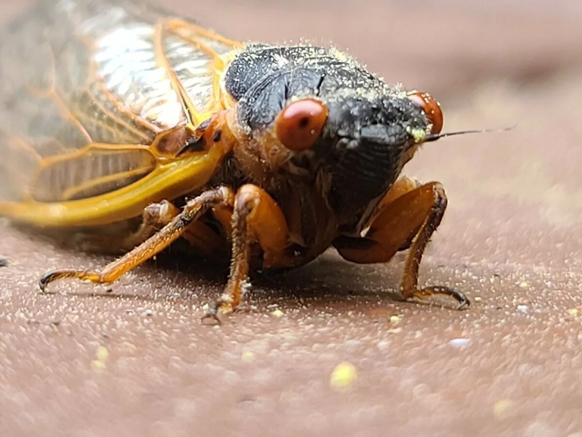 Чем опасны цикады. Рой цикад. Крымская Муха цикада. Нашествие цикад США 2021. Цикады под землей.
