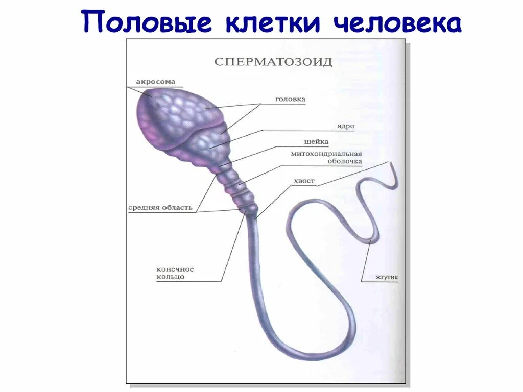 Мужская половая клетка. Половое размножение строение половой клетки. Строение половых клеток рисунок. Половые клетки строение сперматозоида. Строение клетки сперматозоида.