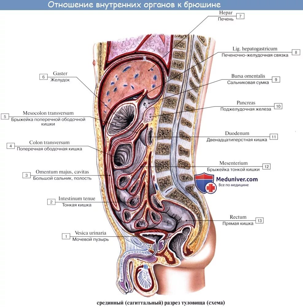 Ковид органы. Анатомия человека внутренние органы вид сбоку. Брюшина анатомия человека атлас. Строение брюшной полости человека схема. Анатомия брюшной полости человека схема расположения.