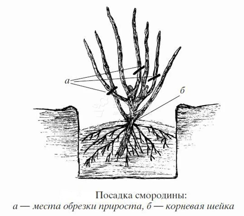 Как правильно посадить куст. Схема посадка кустов смородины весной. посадка смородины весной в открытый грунт. посадка черной смородины весной. посадка кустов черной смородины.