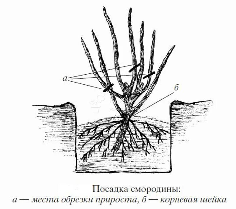 Когда можно сажать смородину весной. Схема посадка кустов смородины весной. Посадка смородины весной в открытый грунт. Посадка черной смородины весной. Посадка кустов черной смородины.