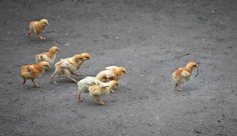 Цыпленок бежит. Смешной цыпленок. Цыпленок убегает. Цыплята разбежались. Они становились на цыпочки весело клевали