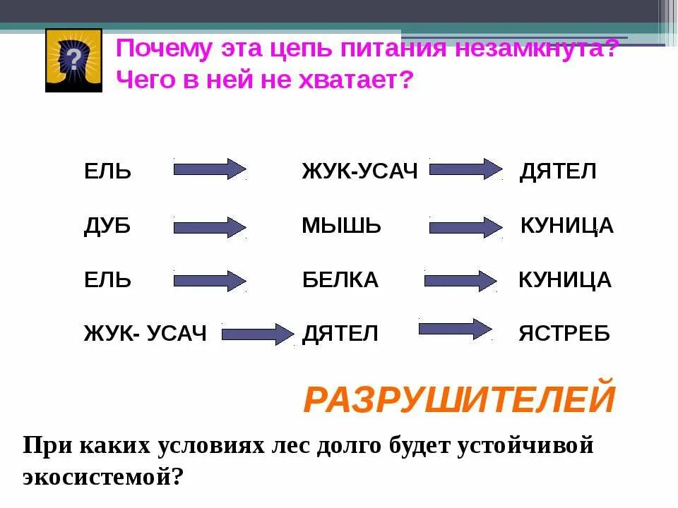 Составить цепи питания тайги. Цепи питания. Пищевая цепочка с белкой. Цепочка питания белки. Схема цепи питания в тайге.