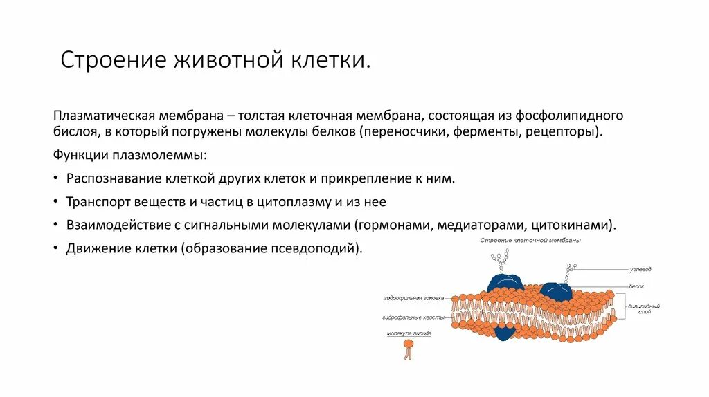 Клеточная плазматическая мембрана функции. Строение плазматической мембраны животной клетки. Животная плазматическая мембрана строение. Плазматическая мембрана строение органоида. Строение и функции плазматической