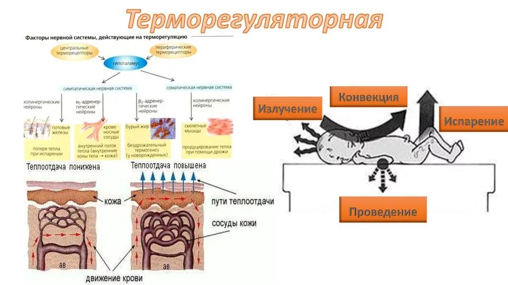 Терморегуляционная функция крови. Функции терморегуляторной кожи. Терморегуляторная функция кожи человека. Терморегуляторная функции крови терморегуляторная.