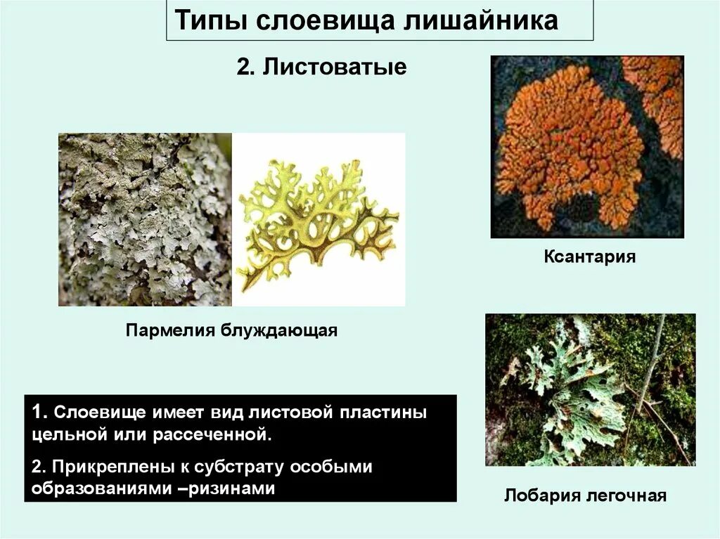 Составьте лишайников. Листоватые лишайники. Строение таллома лишайника. Пармелия лишайник. Строение слоевища лишайника.