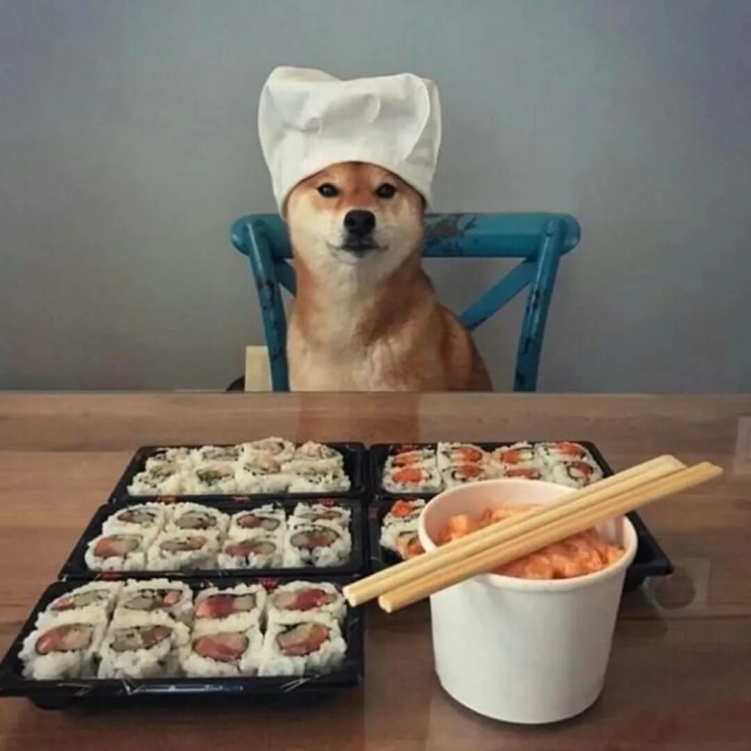 Корги еда